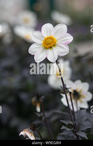 Dahlia évêque de Dover Banque D'Images