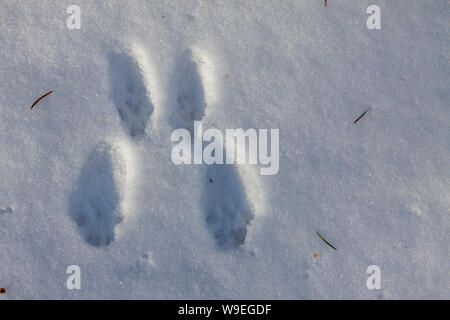 Traces d'un lièvre dans la neige. Banque D'Images