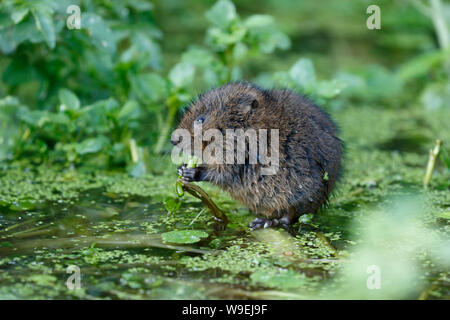 Le Campagnol de l'eau européenne ou le Campagnol d'eau du Nord, Arvicola amphibius Banque D'Images