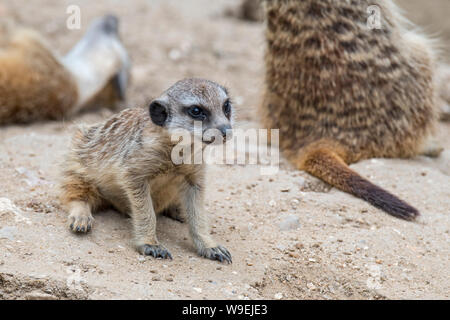 Meerkat juvénile / jeune suricate (Suricata suricatta) à l'entrée du terrier, originaire de les déserts de l'Afrique du Sud Banque D'Images