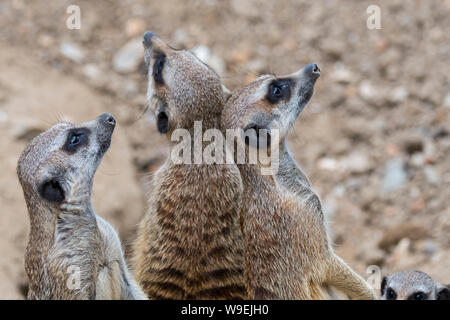 Les suricates alerte / suricates (Suricata suricatta), et garder un œil sur les oiseaux de proie, les autochtones aux déserts de l'Afrique du Sud Banque D'Images