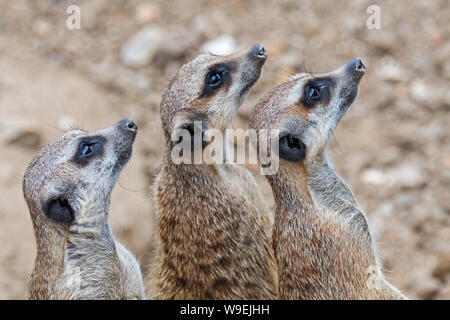 Les suricates alerte / suricates (Suricata suricatta), et garder un œil sur les oiseaux de proie, les autochtones aux déserts de l'Afrique du Sud Banque D'Images