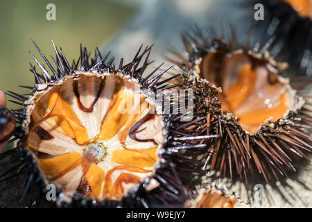 Les oursins de mer fraîche, Ricci di mare, sur un rocher, Close up, selective focus. Un plat typique de Salento, Puglia, est mangé cru avec du pain, ou faites avec des pâtes Banque D'Images