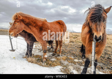 Chevaux Islandais près de road en hiver Banque D'Images