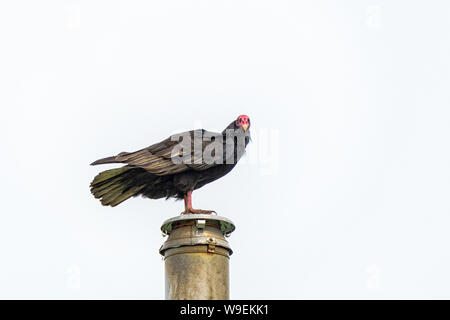 Urubu, Cathartes aura, perché sur une cheminée, l'île de Sea Lion, dans les îles Malouines, territoire britannique d'outre-mer Banque D'Images