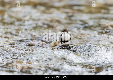 Le balancier dans la rivière Walkham, Dartmoor, dans le Devon. Banque D'Images