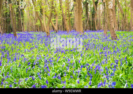 Beau tapis de bluebells dans un bois anglais avec des arbres décidus Banque D'Images