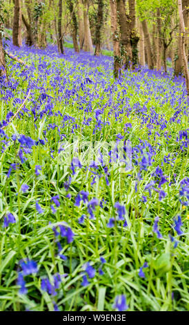 Belle moquette de jolies cloches bleues dans une forêt anglaise Banque D'Images