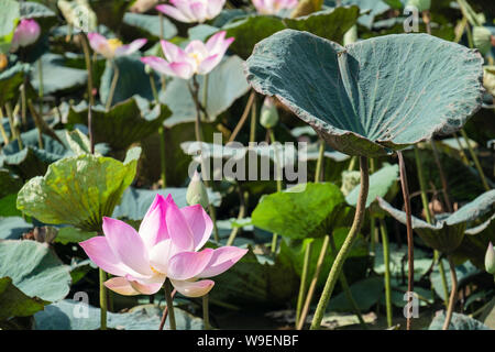 Fleurs de Lotus sacré (Nelumbo nucifera) fleurissent dans un étang en milieu rural au Cambodge, en Asie du sud-est Banque D'Images