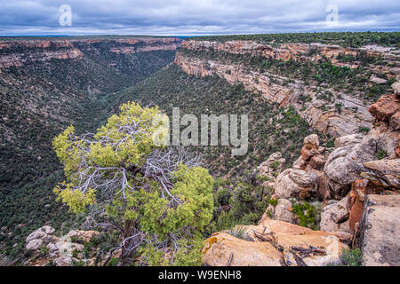 Le Parc National de Mesa Verde dans le Colorado, USA Banque D'Images