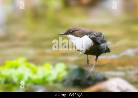 Le balancier dans la rivière Walkham, Dartmoor, dans le Devon. Gros plan sur une jambe. Banque D'Images