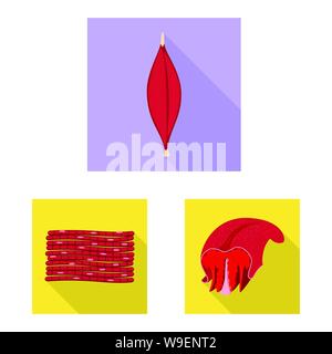 Objet isolé des cellules musculaires et icône. Ensemble de l'anatomie musculaire et d'illustration vectorielle stock. Illustration de Vecteur