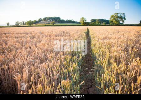 Sentier à travers un champ de maïs doré menant dans la distance sur un soir d'été avant la récolte de blé est moissonné Banque D'Images