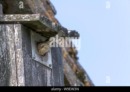 Les moineaux coincé dans le trou d'imbrication hut shed Banque D'Images