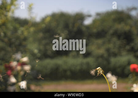 Le vent transporte les graines de pissenlit. Claire journée d'été Banque D'Images