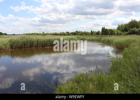 Biebrzański Park Narodowy, marais de Biebrza, de l'eau Banque D'Images