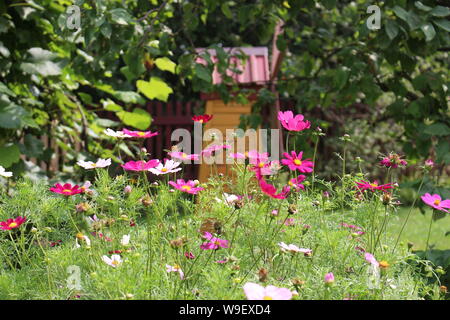 Cosmos les plantes dans un jardin Banque D'Images