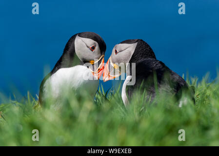 Paire de Macareux moine (Fratercula arctica) sur l'île de Lunga Banque D'Images