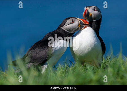 Paire de Macareux moine (Fratercula arctica) sur l'île de Lunga Banque D'Images