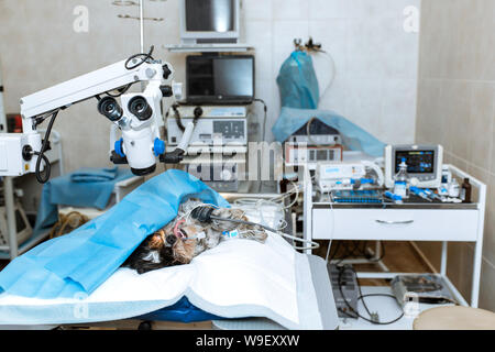 Chien sous l'anesthésie se trouvent sur table d'opération en salle d'opération. Opération de chirurgie de chien. Banque D'Images