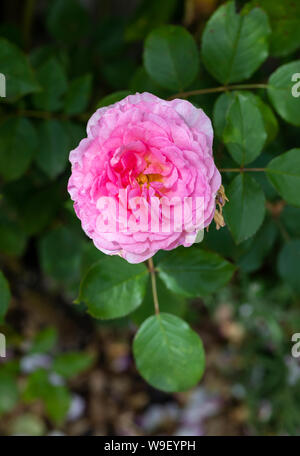 Gros plan sur une rose David Austin rose appelée Rosa James Galway floraison dans un jardin anglais, Royaume-Uni Banque D'Images