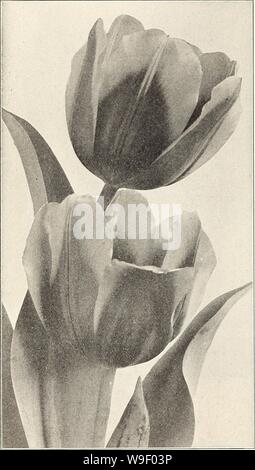 Image d'archive à partir de la page 5 de la Chalp bulbes et plantes . La chalp bulbes et plantes : automne 1914 curriesbulbsplan curr197 Année : 1914 ( CURRIE BROS. CO., Milwaukee, Wisconsin Tulip s TulipsâAny Jardin Culture de bonne terre, bien enrichi, conviendra à tulipes. Octobre, ou au début de novembre, est le bon moment pour les planter. Les i ou 5 pouces à part, et d'environ 3 pouces de profondeur. Protéger au cours de la mois de l'hiver sévère d'une couverture de paille ou de fumier. Toutes les premières tulipes sont adaptés à la culture en pot dans la maison. En raison de la Van Tholl variétés peut être forcé dans la fleur pour Noël. Planter au moins Banque D'Images