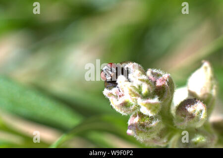 Fly jouer peek-a-boo sur des boutons de fleurs Banque D'Images