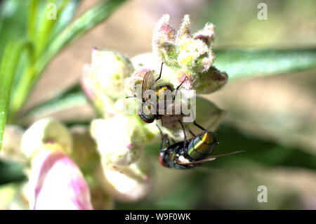 2 vole sur des boutons de fleurs. Banque D'Images