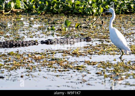 Une aigrette neigeuse garde un œil attentif sur un alligator dans le lac Catemaco, le long de la réserve écologique de Nanciyaga près de Catemaco, Veracruz, Mexique. La réserve fait partie de la réserve de la biosphère de Los Tuxtlas. Banque D'Images