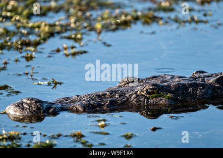 Un alligator dans le lac Catemaco, le long de la réserve écologique de Nanciyaga près de Catemaco, Veracruz, Mexique. La réserve fait partie de la réserve de la biosphère de Los Tuxtlas. Banque D'Images