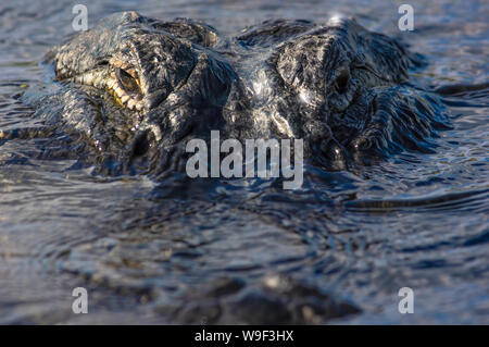 12 pieds un alligator regarde directement dans la caméra dans les Everglades de Floride. Banque D'Images