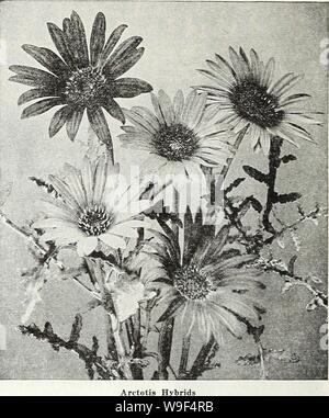Image d'archive à partir de la page 15 de la Chalp annuel jardin 62ème. Currie's garden : annuel 62e année, le printemps 1937 curriesgardenann19dev. 3 Année : 1937 ( page 12 CURRIE BROTHERS CO MILWAUKEE, WIS. ARCTOTIS GRANDIS (Daisy) Lilas africain-3 ft. Il forme des buissons roulement 2 pouces daisy fleurs de couleur blanc nacré avec un g-vieux groupe entourant un centre mauve délicat. Il se ferme à soir et affiche ses lilas t'nted dessous. Feuillage vert gris. En particulier bonne fleur coupée. Vs oz., 30c Pkt. 10c ARCTOTIS Un autre des hybrides de jolies fleurs qui sont venus à nous dernièrement à partir de l'Afrique. Les hybrides viennent dans une brilMan Banque D'Images