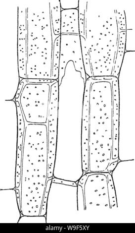 Image d'archive à partir de la page 17 de principes de l'anatomie et Banque D'Images