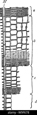 Image d'archive à partir de la page 17 du bois et certains de ses Banque D'Images