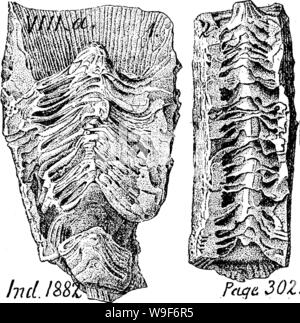 Image d'archive à partir de la page 19 d'un dictionnaire des fossiles