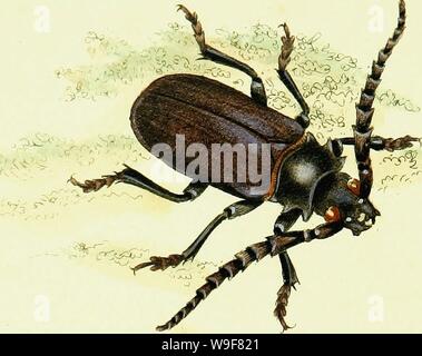 Image d'archive à partir de la page 21 de l'histoire naturelle des Britanniques. L'histoire naturelle des insectes britanniques ; expliquant dans leurs plusieurs membres, avec les périodes de leurs transformations, leur nourriture, l'oeconomie, &c. avec l'histoire de ces minutes insectes comme nécessitant une enquête par le microcsope. L'ensemble illustré par des chiffres de couleur, conçu et exécuté à partir de spécimens vivant CUbiodiversity1123244-9679 Année : 1792 ( . Banque D'Images