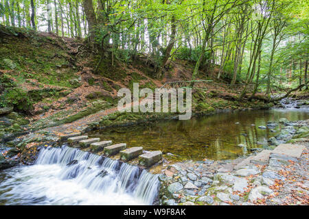 Tremplin en l'Tollymore Forest Park Banque D'Images