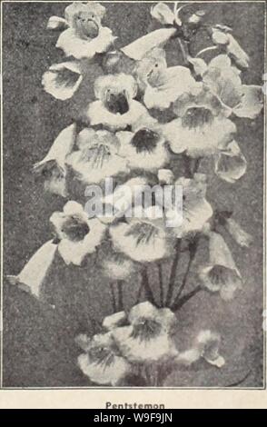 Image d'archive à partir de la page 24 de la Chalp annuel de jardin (1942). Currie's garden dev. curriesgardenann annuel197 Année : 1942 ( PHYSOTEGIA (fausse tête de dragon) VIRGINICIA-Flowers rose, sur des tiges de 3 pieds de haut. Planti, 25c ; semences, Pkt., 10c. Lanternes chinoises (Physalis Francheti) facile à cultiver et de plus en plus populaire chaque année, à des fins décoratives. La couleur de ces lan- tern de fruits est orange-vermillon ond sont mourants. offre éternelle Seul les plantes produisent autant d'os 30 lanternes. Nous offrons des divisions racine à la maturité de l'été qui vient. Les plantes, 2Sc ; semences, Pkt., lOe. (PARNASSIA palustris) Dwarf Banque D'Images