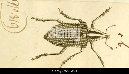 Image d'archive à partir de la page 26 de [Curculionidae] (1800) Banque D'Images