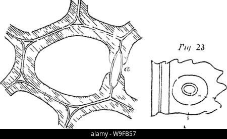 Image d'archive à partir de la page 27 de principes de l'anatomie et Banque D'Images