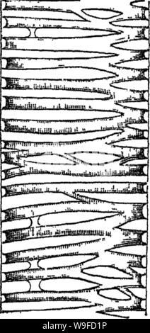 Image d'archive à partir de la page 31 de principes de l'anatomie et Banque D'Images