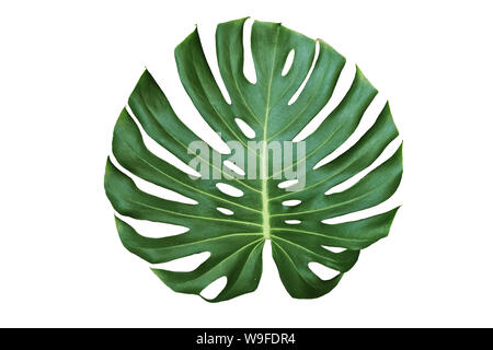 Feuille de monstera Jungle isolé sur fond blanc Banque D'Images