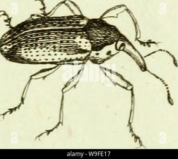 Image d'archive à partir de la page 34 de [Curculionidae] (1800) Banque D'Images