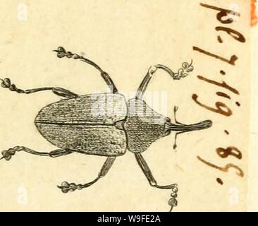 Image d'archive à partir de la page 34 de [Curculionidae] (1800) Banque D'Images