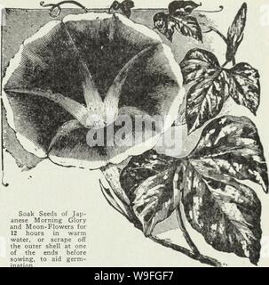 Image d'archive à partir de la page 40 de Currie's Farm et jardin annuel. Currie's Farm et le jardin de printemps annuel : 1930 curriesfarmgarde19an cour : 1930 ( 4 Currie's Seed Store, Milwaukee, Wisconsin &gt ; MATTHIOLA Bicornis (soirée-parfumées de stock)-Cette vieille-fash- ioned rapport annuel n'a pas la beauté de la recommander, les fleurs étant un lilas pourpre terne, mais il est bon en valeur croissante pour le parfum envoûtant qu'elle émet lors de la soirée.  oz., 25c ; Pkt., 10c. MAURANDIA un grimpeur vivace utile pour les vases, etc., la floraison la première année à partir de semences. Finest selection de couleurs, bleu, violet, blanc et ros Banque D'Images