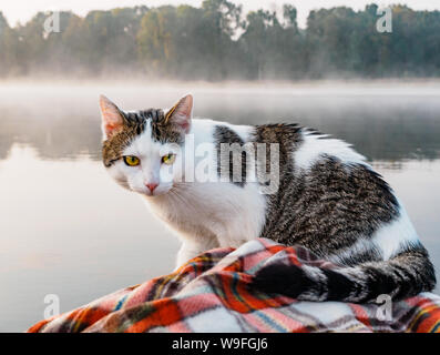 Chat domestique jouit de la liberté à l'extérieur de la chambre sur la pêche avec les propriétaires en début de matinée dans la nature. Le chat la pêche sur le bateau gonflable sur le Banque D'Images