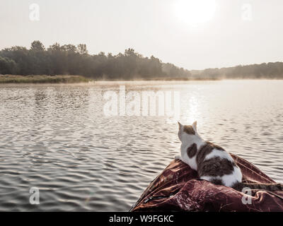 Chat domestique jouit de la liberté à l'extérieur de la chambre sur la pêche avec les propriétaires en début de matinée dans la nature. Le chat la pêche sur le bateau gonflable sur le Banque D'Images