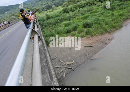 Herradura crocodile River viewing Costa Rica Banque D'Images