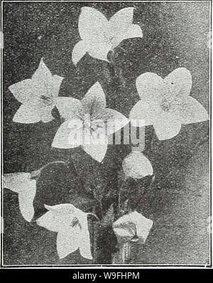 Image d'archive à partir de la page 44 de la Chalp jardin chaque printemps. Currie's garden : printemps 1931 annuel 56e année curriesgardenann19AN COUR : ( 1931 m) onagre (Oenothera gratuitement la floraison, les plantes vivaces, et l'ouverture des fleurs vers le soir et tôt le matin. Pkt. Lamarckiana--porte des pics de grandes fleurs jaune vif à profusion. Hardy peren- nial, mais fleurit la première année du début de semé les graines. Hauteur, 4 pieds $0.10 Ce géant nord-Moonflower Macrocarpa jaune variété naine frappant, blanche comme la neige et aussi grand que 00ms tout l'été. Bon pour les jardins rocheux , PENTSTEMON belles plantes vivaces Banque D'Images