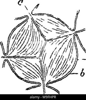 Image d'archive à partir de la page 44 de principes de l'anatomie et Banque D'Images